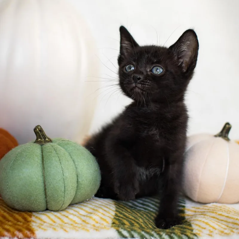 A baby small-sized male Black Domestic Short Hair cat named Miles for adoption in Parkland, FL
