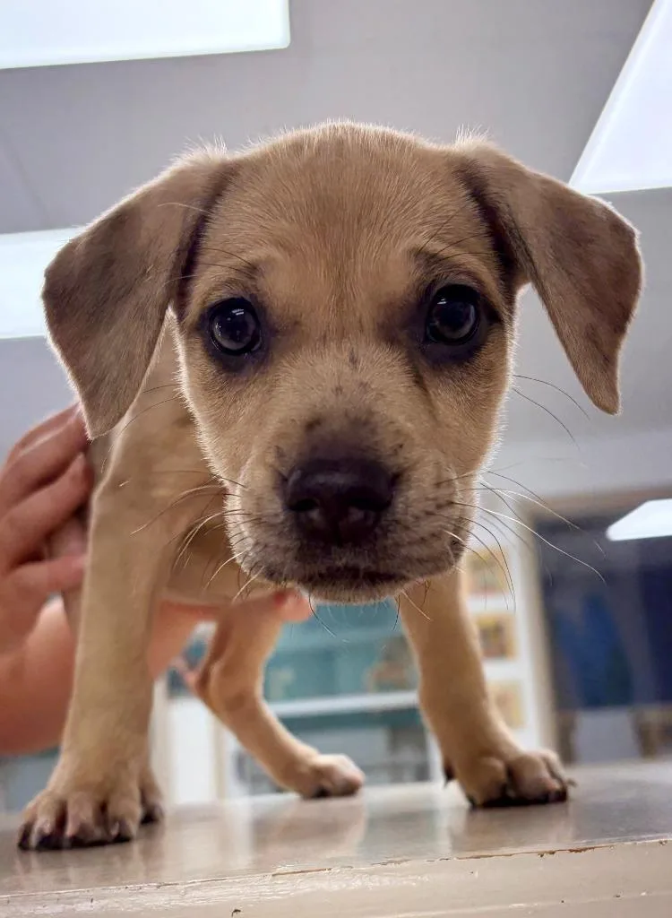 A baby medium-sized female Catahoula Leopard Dog dog named Molly for adoption in Batesville, AR