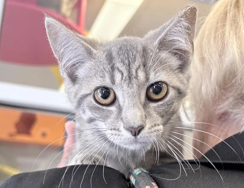 A young small-sized female Tabby (Gray / Blue / Silver) Domestic Short Hair cat named Starsky for adoption in Columbus, IN