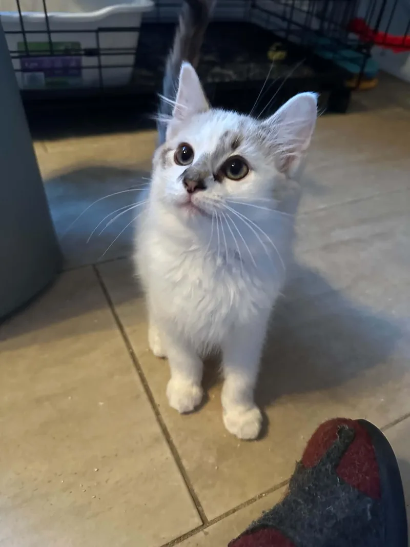 A baby large-sized male Buff & White Domestic Medium Hair cat named Lynx for adoption in Tehachapi, CA