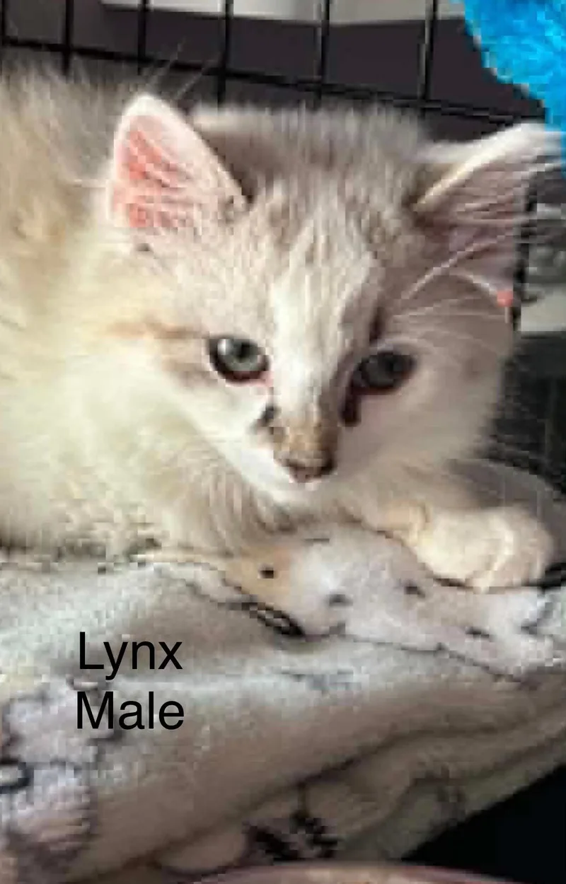 Lynx thumbnail 3
