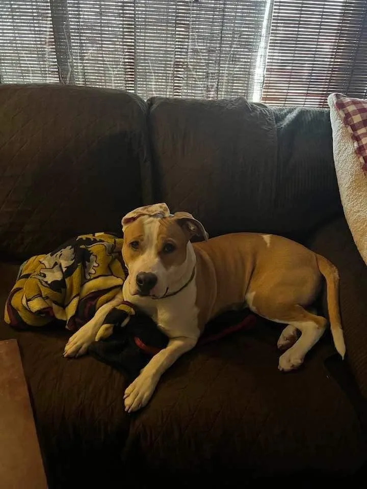 Meatball thumbnail 2