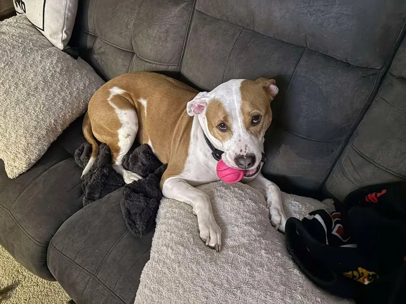 An adult large-sized male Brown / Chocolate Pit Bull Terrier dog named Meatball for adoption in Homer Glen, IL
