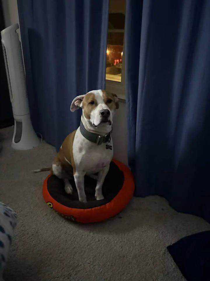 Meatball thumbnail 3