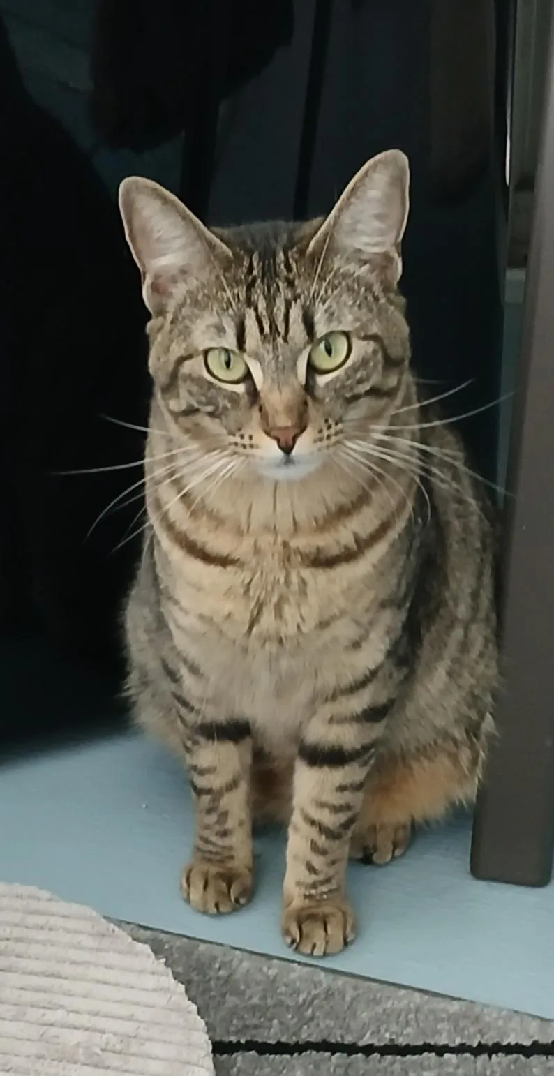 An adult medium-sized female Tabby (Brown / Chocolate) Domestic Short Hair cat named Mama June for adoption in Plant City, FL