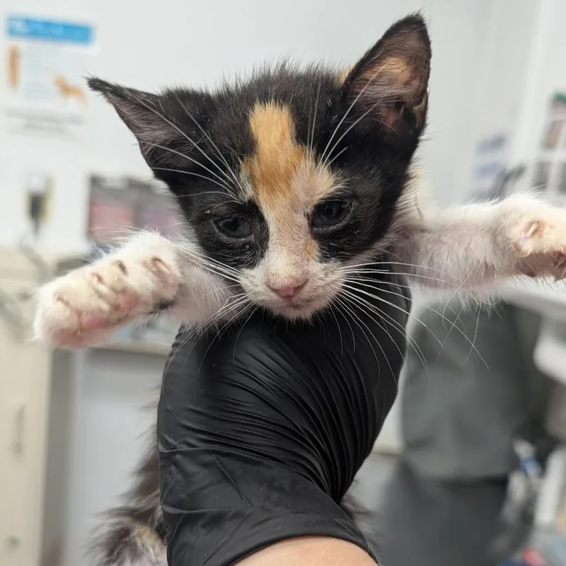 A baby small-sized female White Domestic Short Hair cat named Juliet for adoption in Bryan, TX