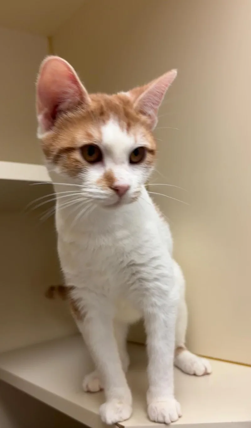 A young medium-sized female Orange & White Domestic Short Hair cat named Memphis for adoption in Quincy, WA