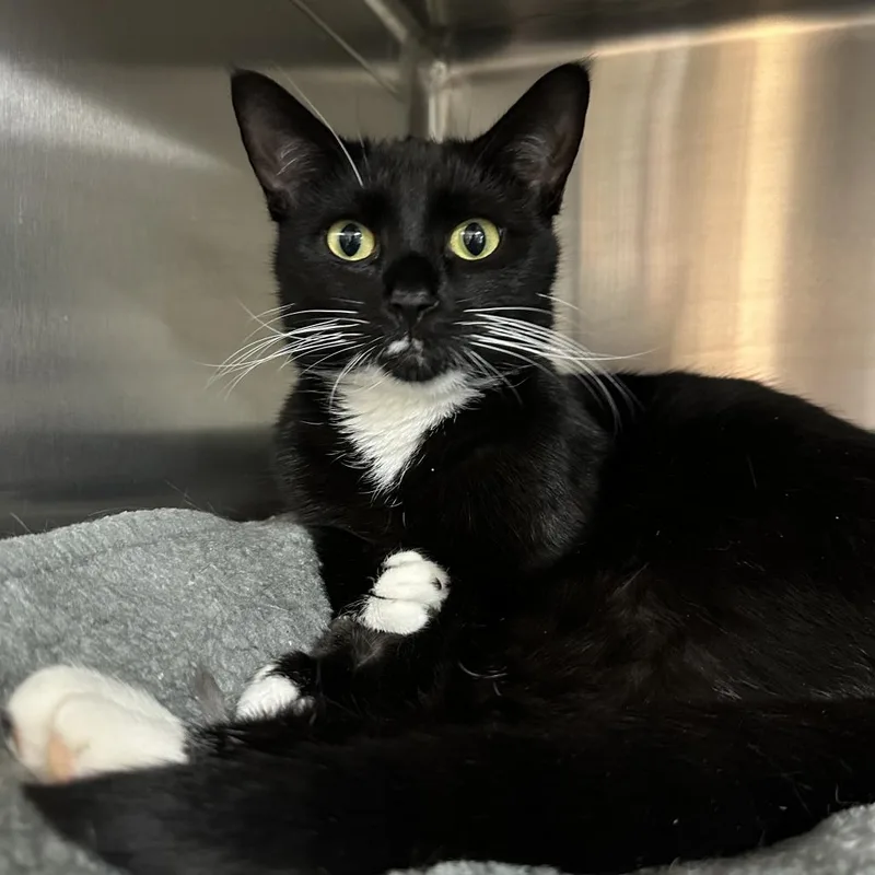 An adult large-sized female Domestic Short Hair cat named Coco Girl for adoption in Cumming, GA