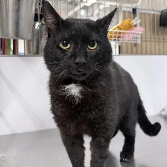 An adult large-sized male Black Domestic Short Hair cat named Wacky World for adoption in New York, NY