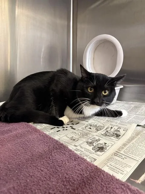 A young medium-sized male Domestic Short Hair cat named Loki for adoption in Castaic, CA