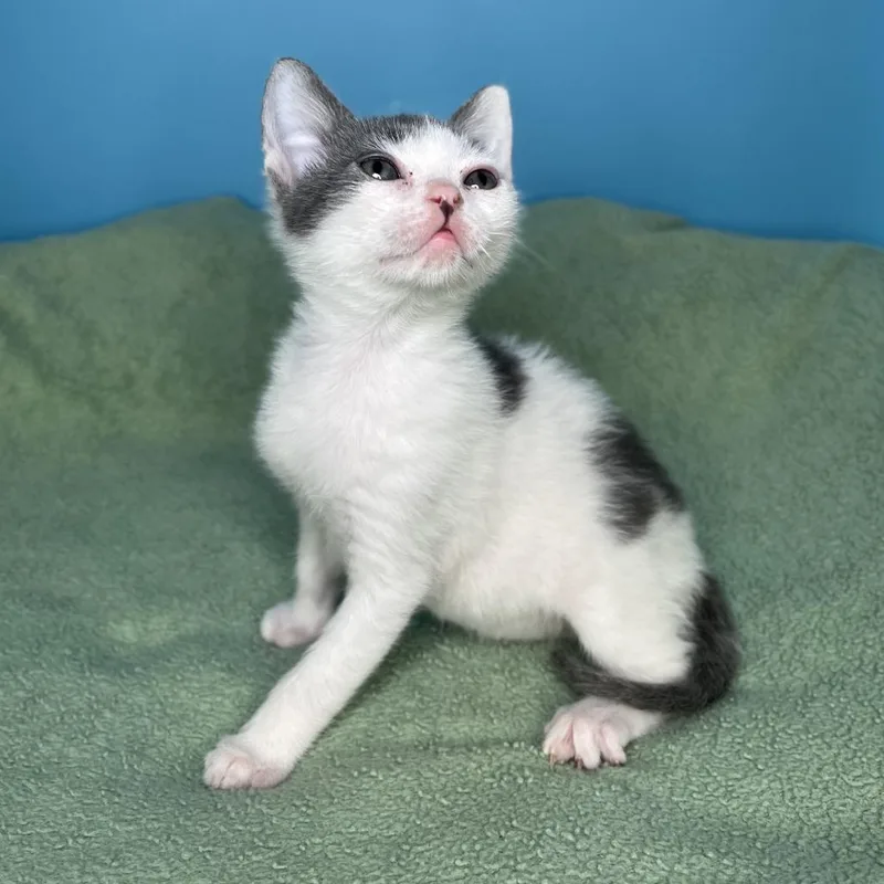 A baby small-sized male Gray / Blue / Silver Domestic Short Hair cat named Sketti for adoption in San Antonio, TX
