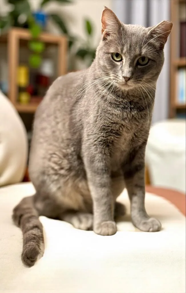 An adult large-sized male Domestic Short Hair cat named Beckham for adoption in Augusta, GA