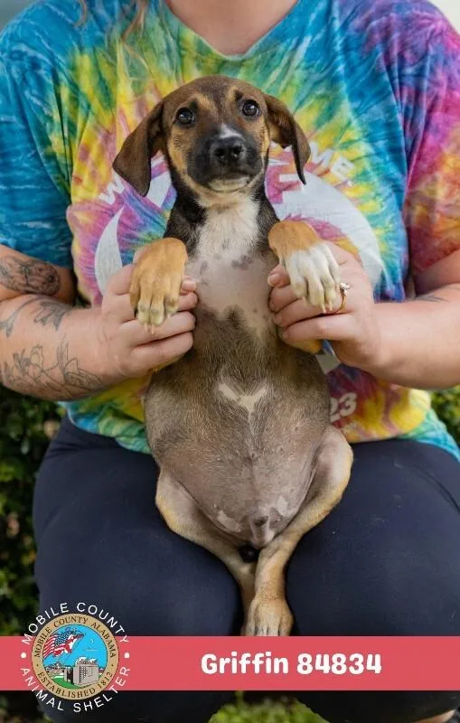 A young medium-sized male Brown / Chocolate Mixed Breed dog named Griffin for adoption in Mobile, AL
