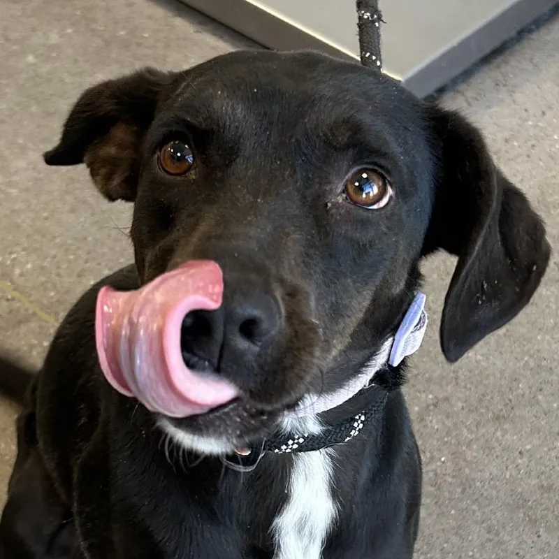 An adult medium-sized female Black Mixed Breed dog named Cherry for adoption in Las Cruces, NM