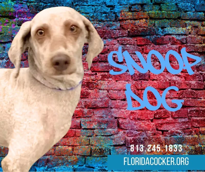 An adult small-sized male Poodle dog named Snoop Dog for adoption in Land O Lakes, FL