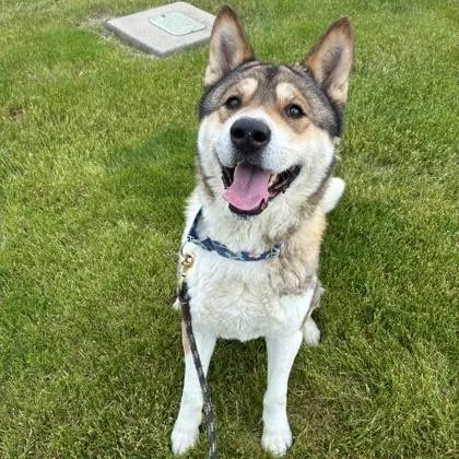 A senior large-sized male Akita dog named Yoshi for adoption in Wheaton, IL