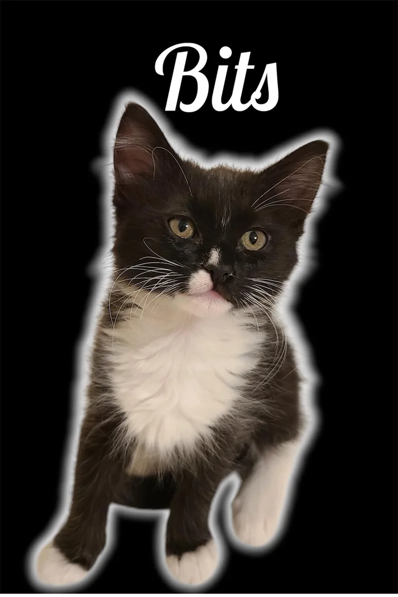 A baby small-sized female Black & White / Tuxedo Domestic Medium Hair cat named Bits for adoption in Auburn, CA