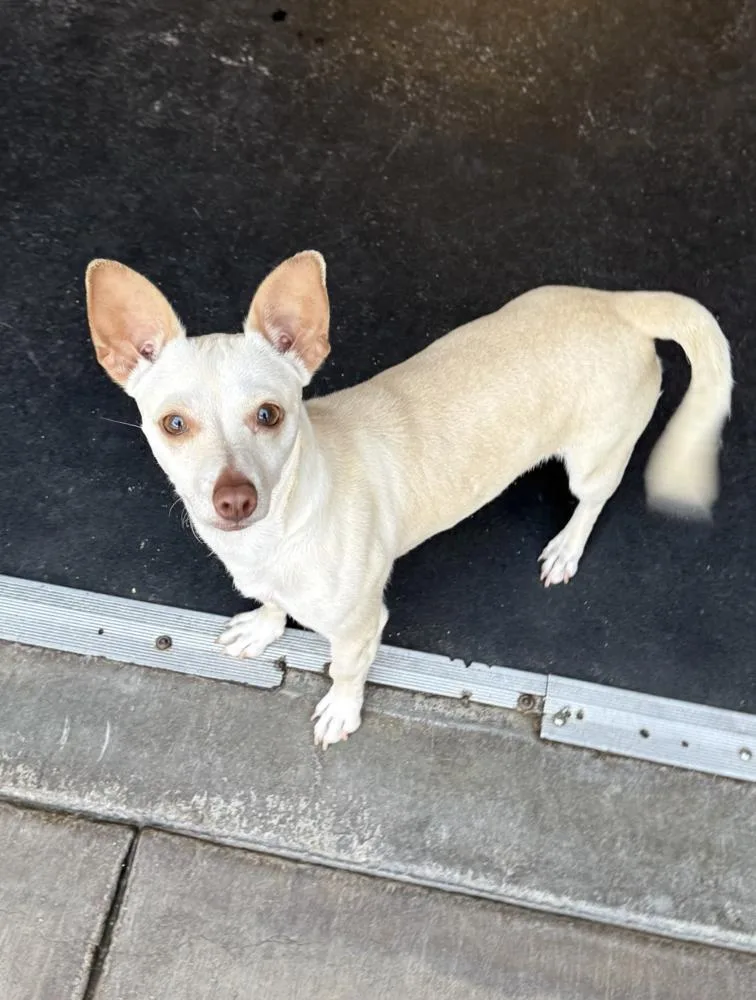 A young small-sized female White / Cream Chihuahua dog named Bianca for adoption in Manhattan, NY