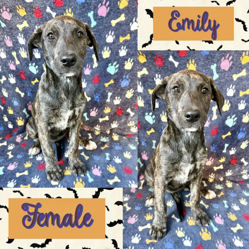A baby medium-sized female Labrador Retriever dog named Emily for adoption in Manchester, CT