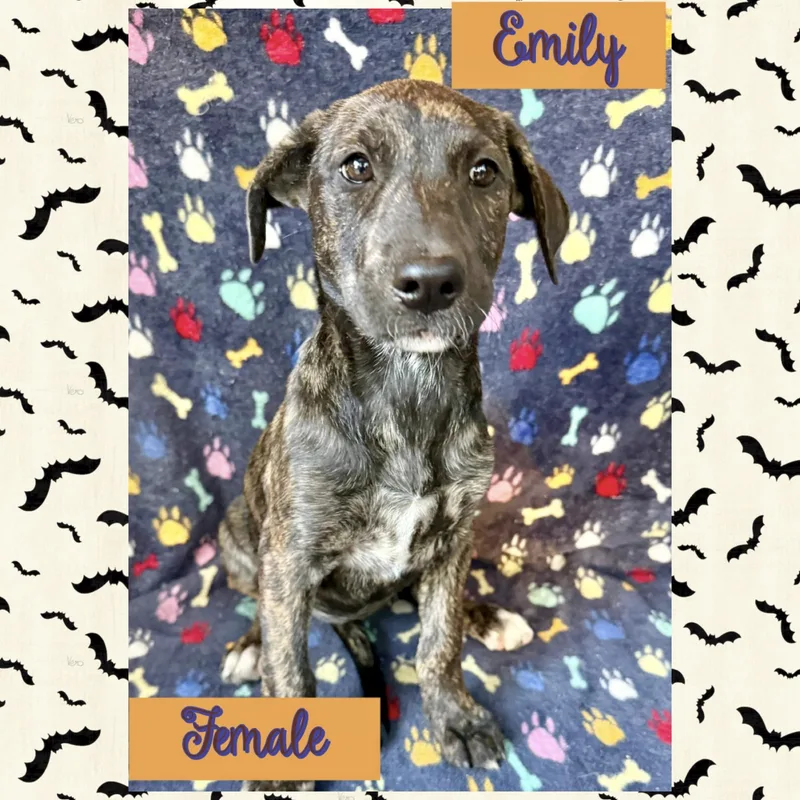 Emily thumbnail 2
