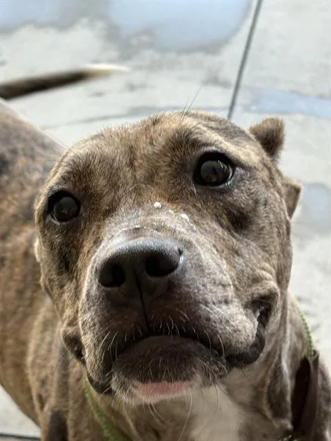 An adult medium-sized female Pit Bull Terrier dog named Thelma for adoption in Lincolnton, NC