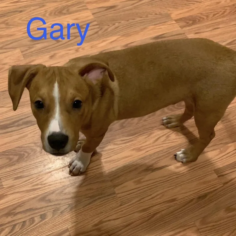 A baby medium-sized male Mixed Breed dog named Gary for adoption in Davisburg, MI