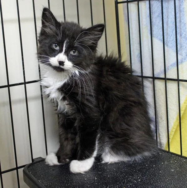 A baby small-sized female Black & White / Tuxedo Domestic Medium Hair cat named Carmella for adoption in Mansfield, MA