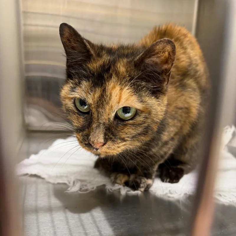 An adult small-sized female Tortoiseshell Domestic Short Hair cat named Lani for adoption in Morganton, NC