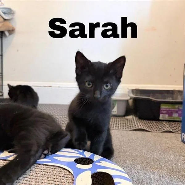 Sarah