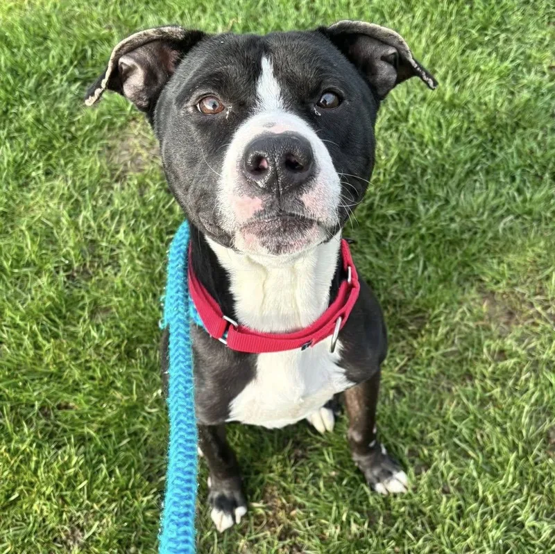 A young medium-sized male Terrier dog named Victor for adoption in North Syracuse, NY