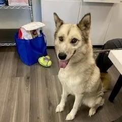 An adult large-sized female White / Cream Husky dog named YORKStray for adoption in York, PA