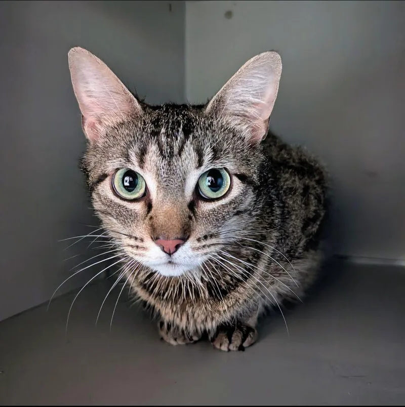 An adult medium-sized female Domestic Short Hair cat named Nora for adoption in Newburgh, IN