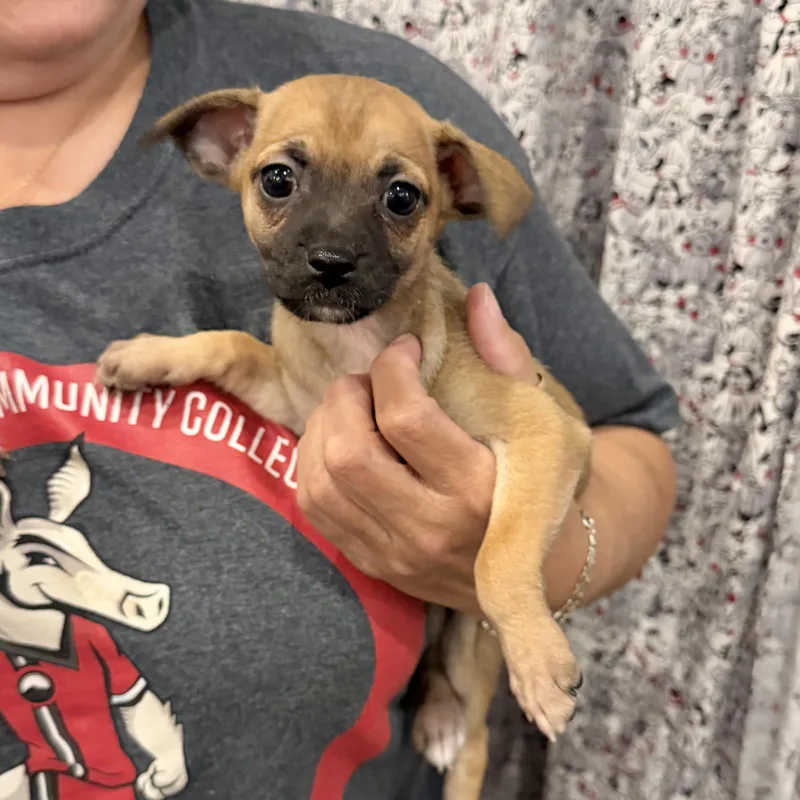 A baby small-sized female Golden Chihuahua dog named Honey for adoption in Boulder, CO