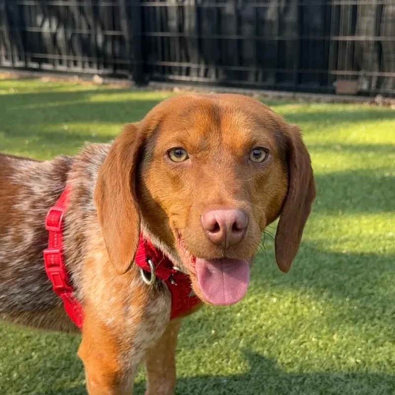 Beauregard thumbnail 2