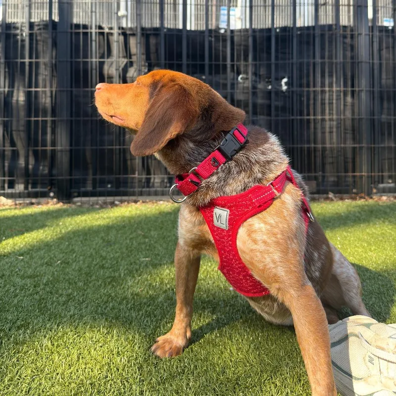 Beauregard thumbnail 3