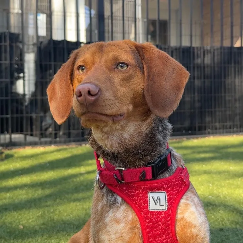 Beauregard thumbnail 4