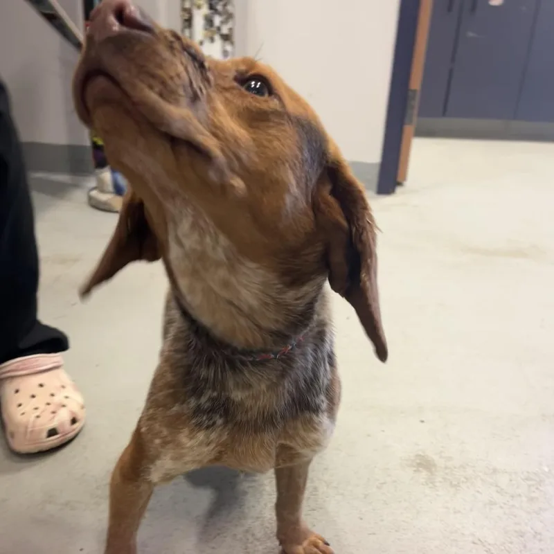 Beauregard thumbnail 5