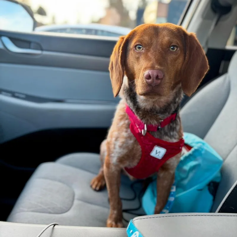 Beauregard thumbnail 6