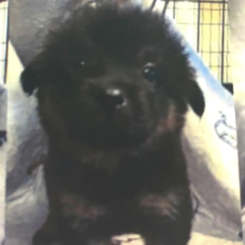 A baby small-sized female Black Labrador Retriever dog named Poppy for adoption in Newark, DE