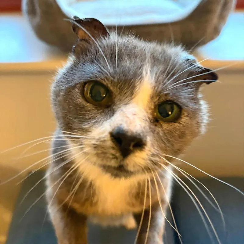 An adult medium-sized male Gray / Blue / Silver Domestic Short Hair cat named Curious George for adoption in Gibsonia, PA