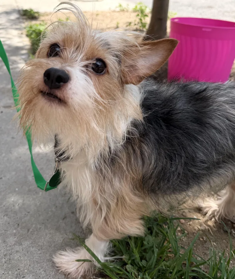 A young small-sized male Apricot / Beige Norfolk Terrier dog named Chad for adoption in Brooklyn, NY