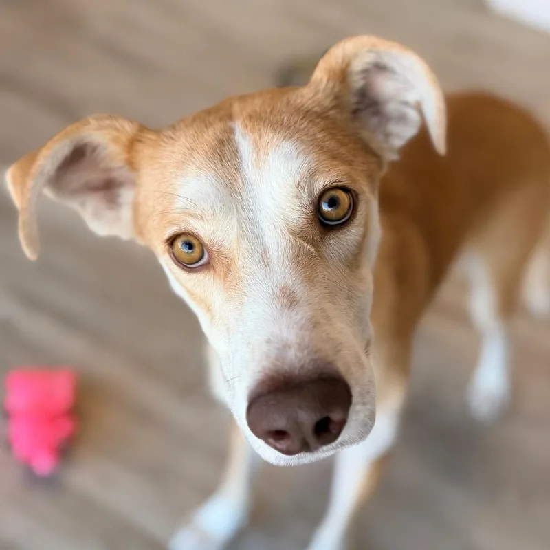 A young medium-sized male Yellow / Tan / Blond / Fawn Labrador Retriever dog named Squawk for adoption in Green Bay, WI