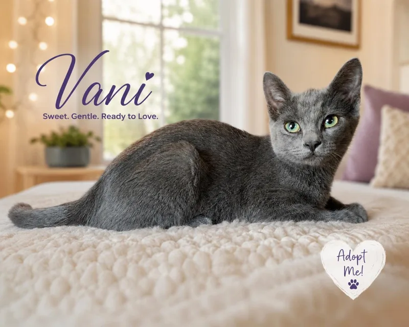 A baby small-sized female Russian Blue cat named Vani for adoption in La Jolla, CA