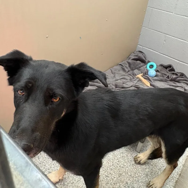 A young medium-sized female Mixed Breed dog named Sadie for adoption in Taos, NM