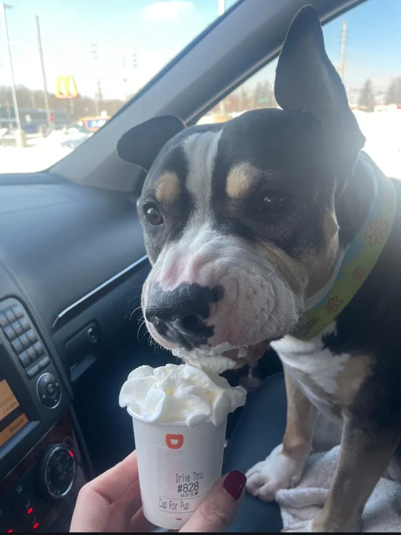 An adult large-sized male Pit Bull Terrier dog named Gino for adoption in merrillville, IN