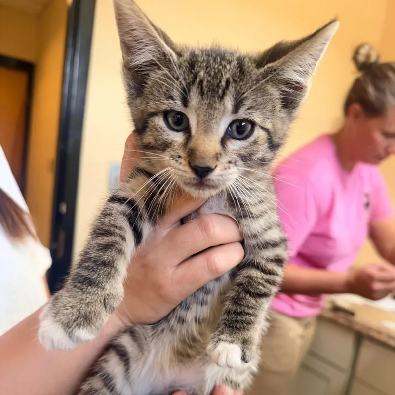 A baby small-sized male Gray / Blue / Silver Domestic Short Hair cat named Tipsi for adoption in Corinth, MS