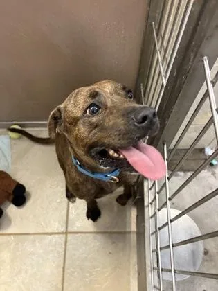 An adult medium-sized female Pit Bull Terrier dog named Fhatgirl for adoption in Honolulu, HI