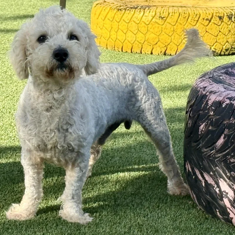 Ruger