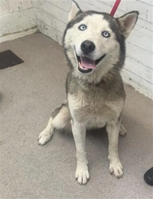 A young medium-sized male Siberian Husky dog named Penguin for adoption in San Bernardino, CA