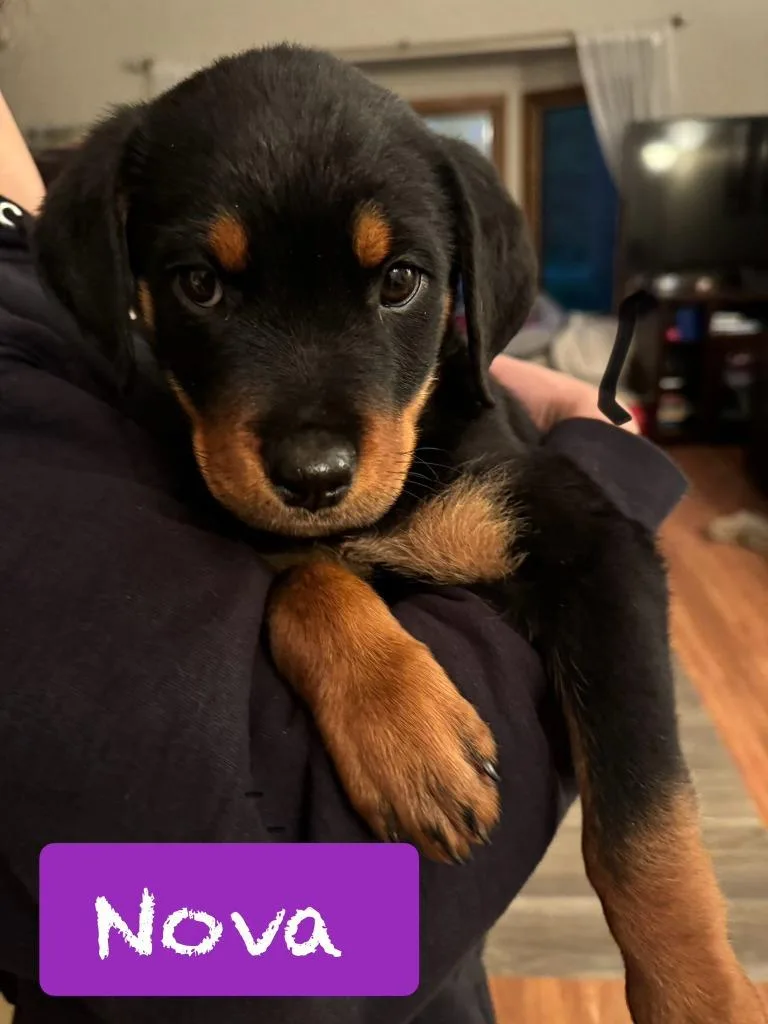 A baby large-sized female Rottweiler dog named Nova $ for adoption in Milwaukee, WI